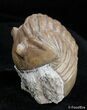 Asaphus Lepidurus Trilobite In Climbing Position #2792-1